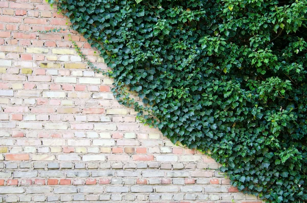 Mur z cegły i bluszcz — Zdjęcie stockowe