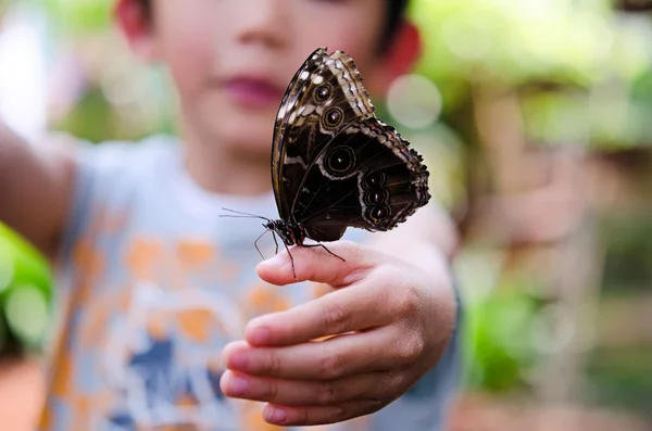 stock image The butterfly