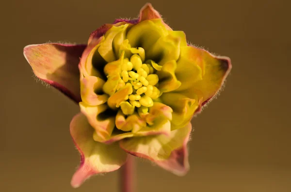 De gele bloem — Stockfoto