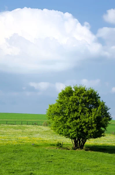 Зелене поле і блакитне небо — стокове фото