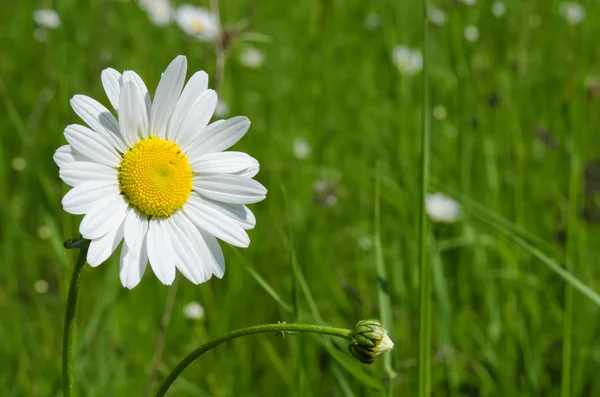 The daisy in the meadow — Stock Photo, Image