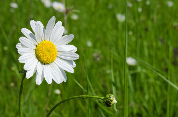 The daisy in the meadow