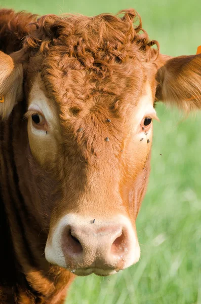 stock image The red cow