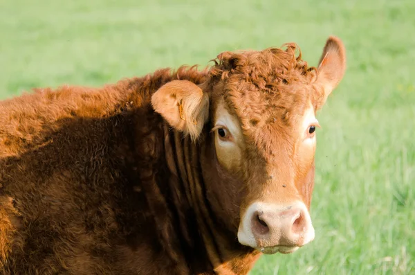 stock image The red cow