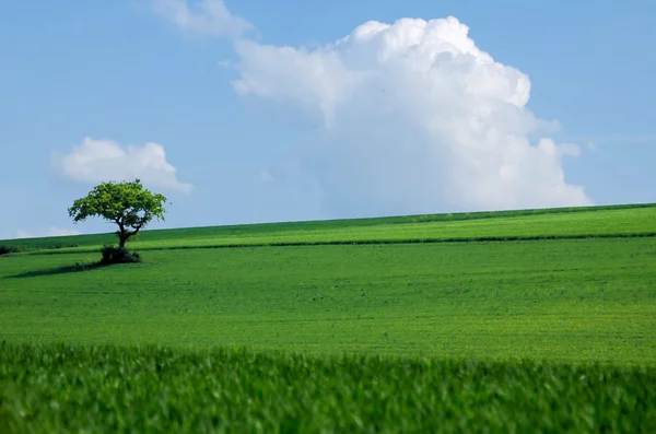 Zelený strom v polích — Stock fotografie