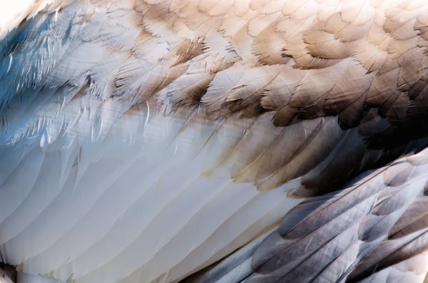 Las plumas de un cisne —  Fotos de Stock