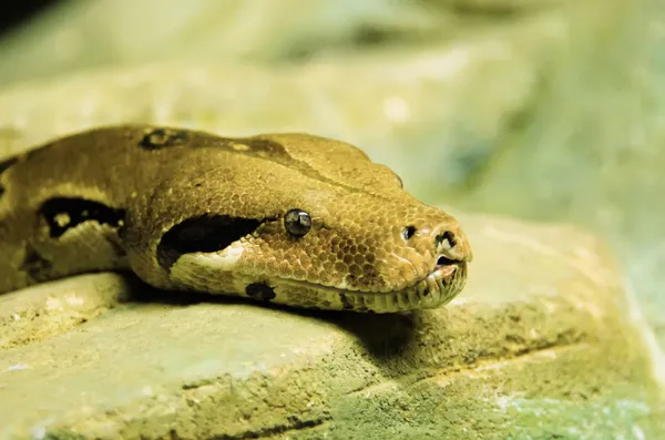 A python — Stock Fotó