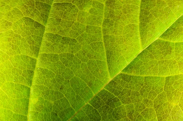 La feuille verte — Photo