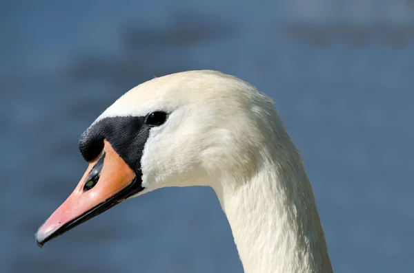 Head of a swan — Stock Photo, Image