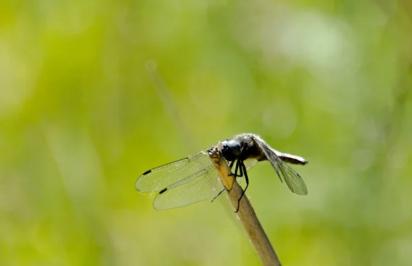 A libélula — Fotografia de Stock
