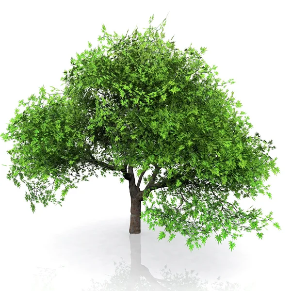 Πράσινο δέντρο — Φωτογραφία Αρχείου