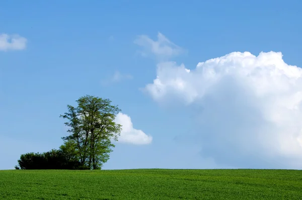 Albero in un campo verde — Foto Stock