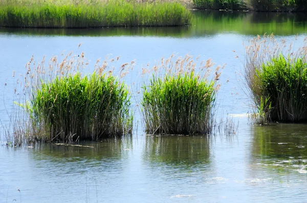 湿地 — 图库照片