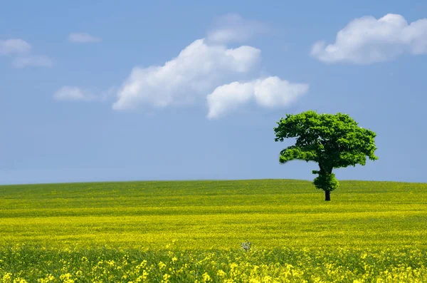Зеленое дерево в полях — стоковое фото