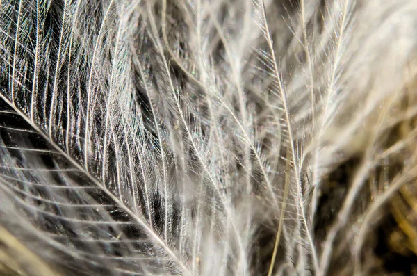 Detalles de plumas — Foto de Stock