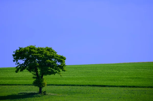 Zelený strom v polích — Stock fotografie