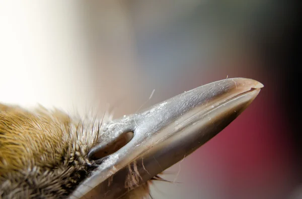 Kuş gagası — Stok fotoğraf