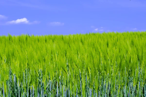 Der Weizen — Stockfoto
