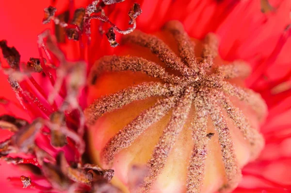 雌蕊的罂粟 — 图库照片