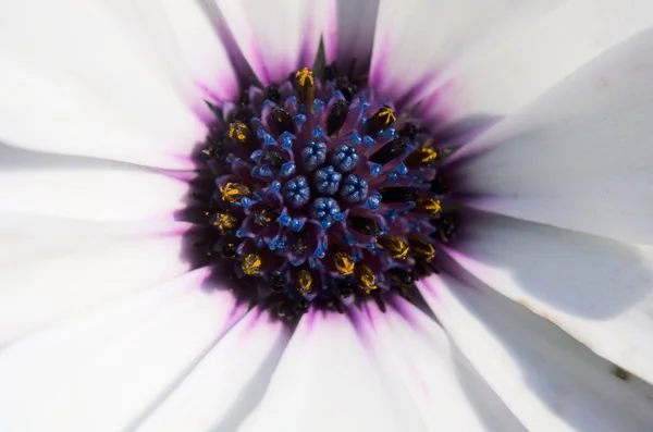 Внутри цветка — стоковое фото