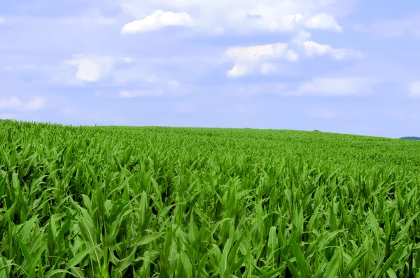 The cornfield — Stock Photo, Image