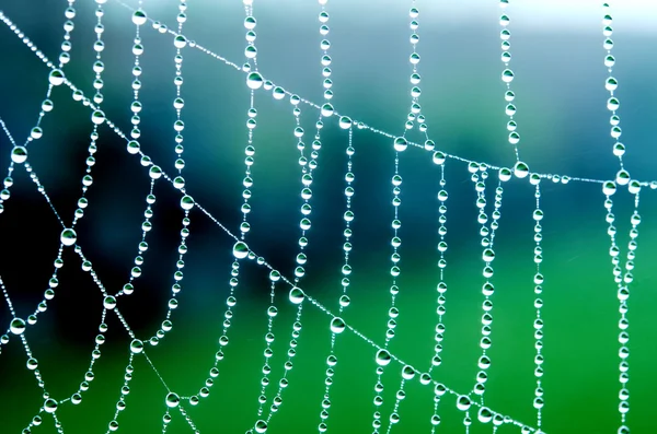 Örümcek Ağı — Stok fotoğraf