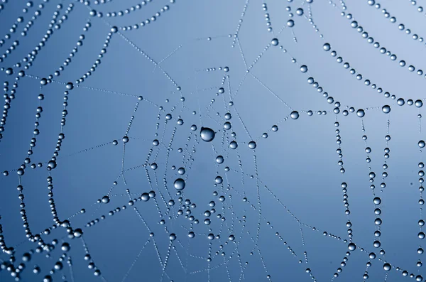 Das Spinnennetz — Stockfoto
