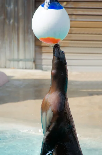 Juego de pelota con el lobo marino — Foto de Stock