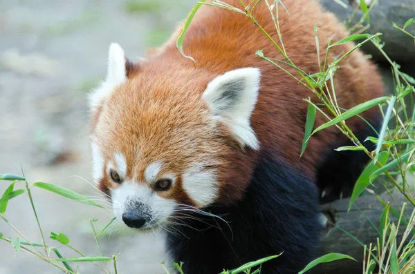A vörös panda — Stock Fotó