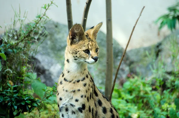 The serval — Stock Photo, Image