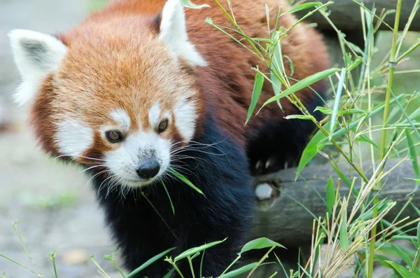 Der rote Panda — Stockfoto
