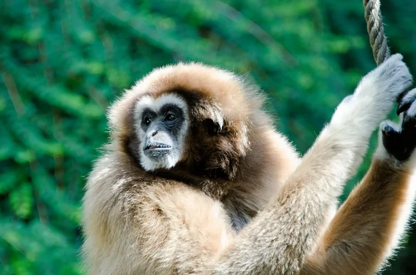 Der Gibbon — Stockfoto
