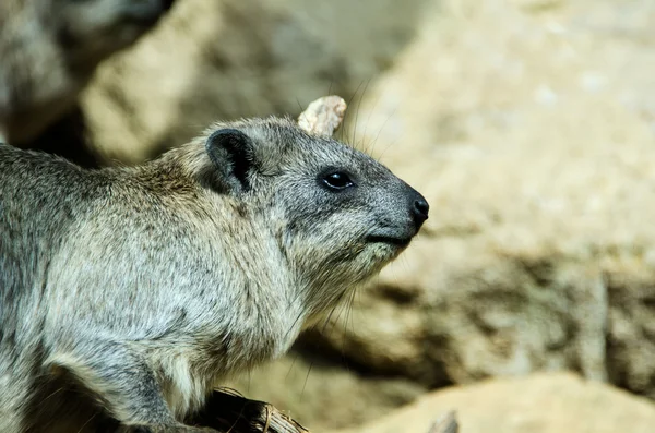 Stock image The mountain hyrax