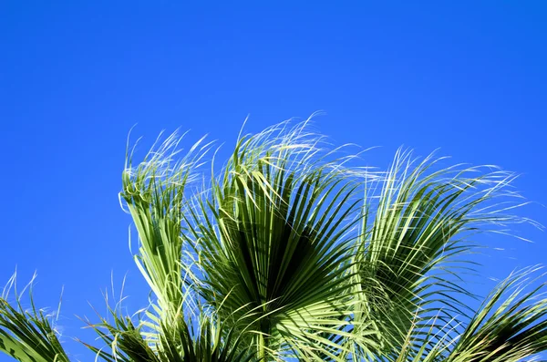 Feuilles de palmier dans le vent — Photo