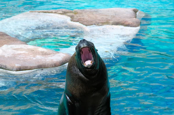 Big mouth the sea lion — Stock Photo, Image