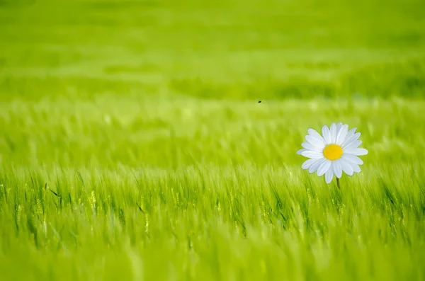 Papatya yeşil zemin üzerine — Stok fotoğraf