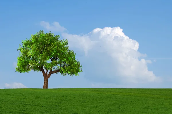 Strom na zelené louce — Stock fotografie