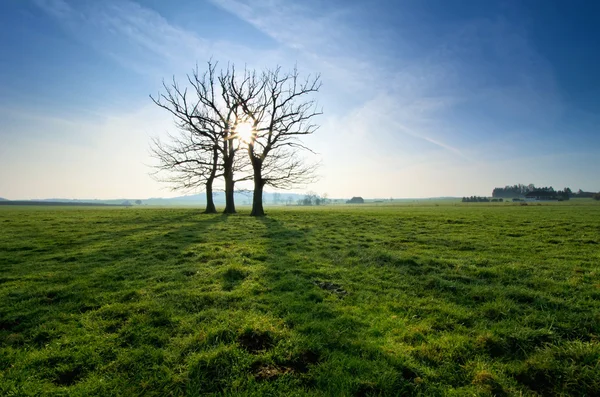 Toter Baum auf einem Feld — Stockfoto