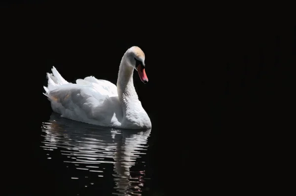 Swimming swan on water — Stock Photo, Image
