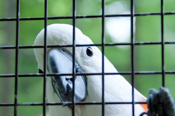 stock image Parrot in cage