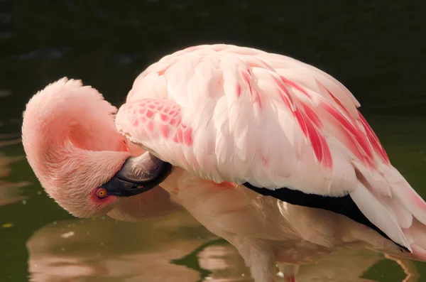 Flamingo — Stock Image Flamingo Stock Picture