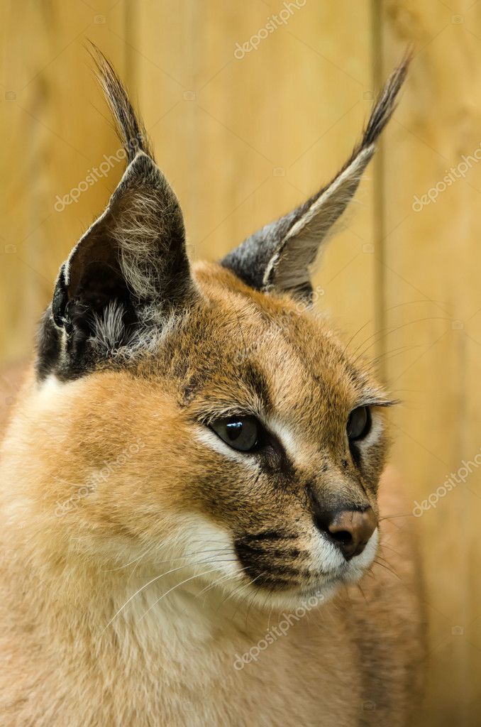 Profile of a caracal — Stock Photo © njaj #6583980