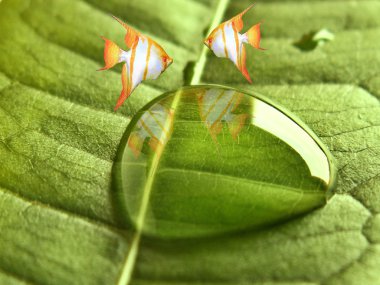 Two goldfish on leaf clipart