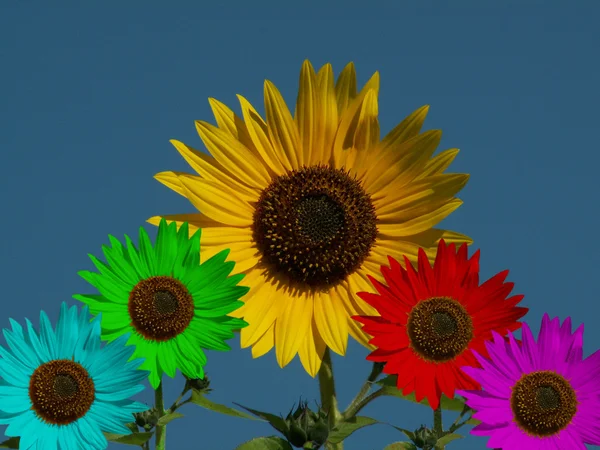 Colorful sunflowers — Stock Photo, Image