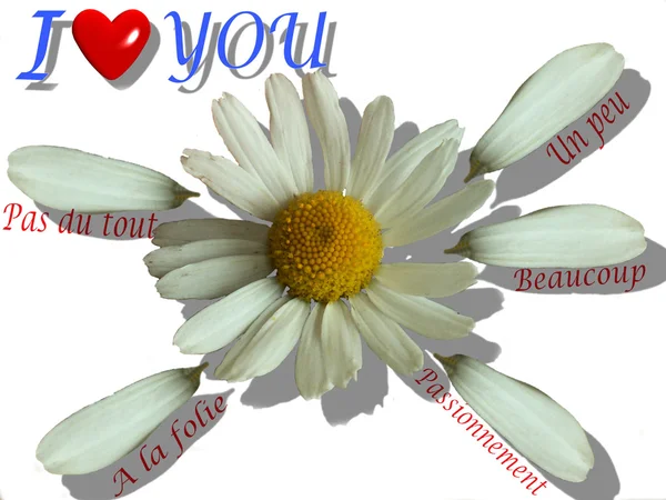 Kamomill blomma med kärleksbrev — Stockfoto