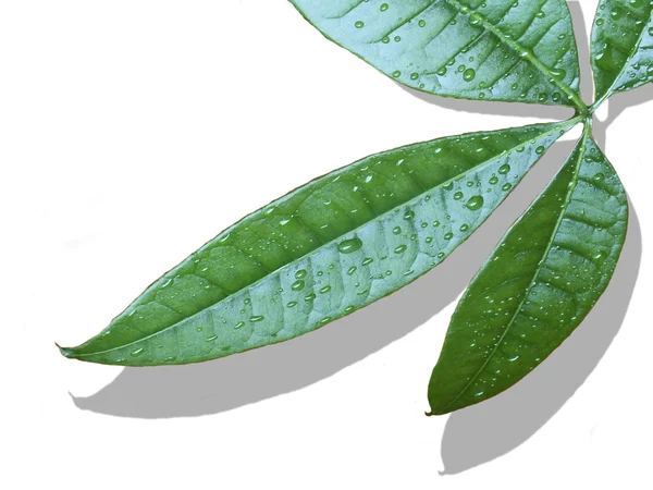 Close-up of green leaf — Stock Photo, Image