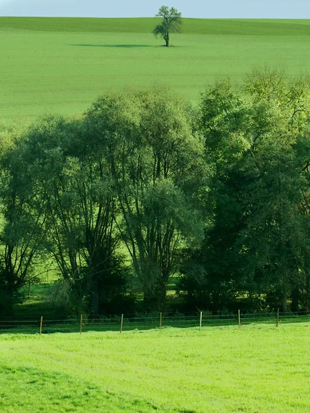 Zielone pola, wiosna — Zdjęcie stockowe