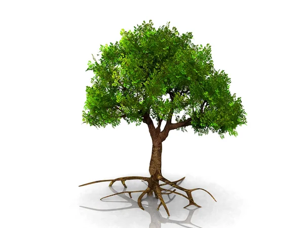 Zielone drzewo — Zdjęcie stockowe