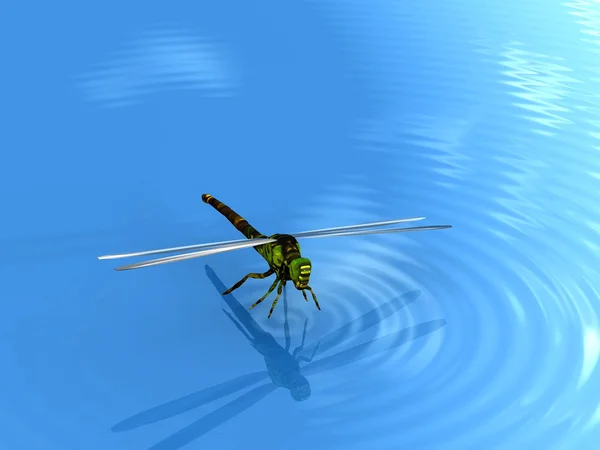 Dragonfly on water — Stock Photo, Image