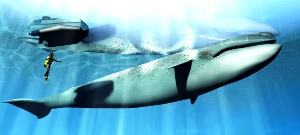 Baleia e mergulhador — Fotografia de Stock